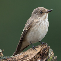 Spotted Flycatcher
